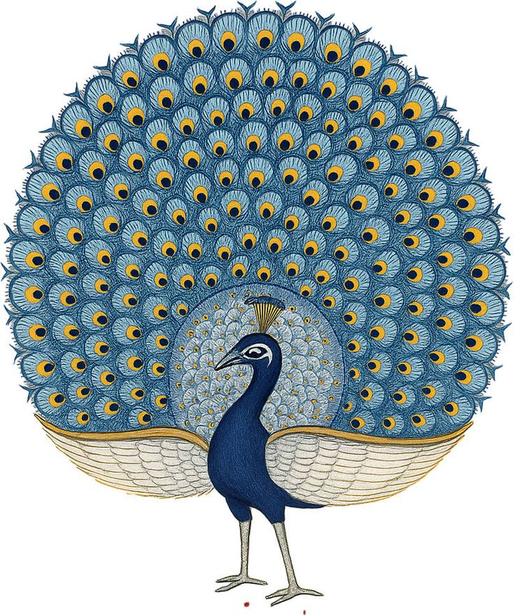 Peacock motif — Learning Pass